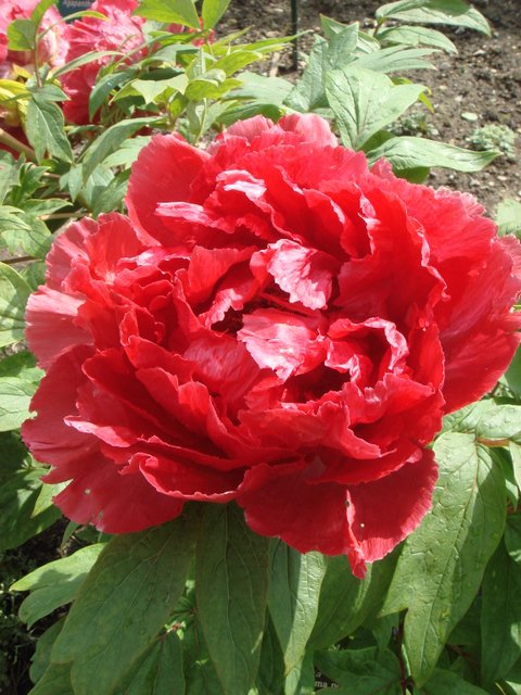 Paeonia suffruticosa 'Hooki' fleur